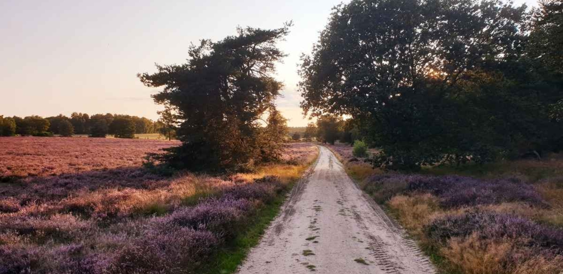 Heide op de Veluwe