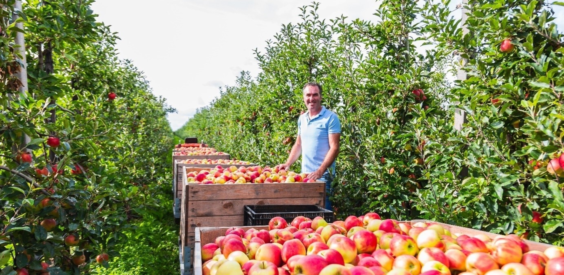 Lokale fruitteler tussen het fruit als voorbeeld van duurzame samenwerking met regionale leveranciers.