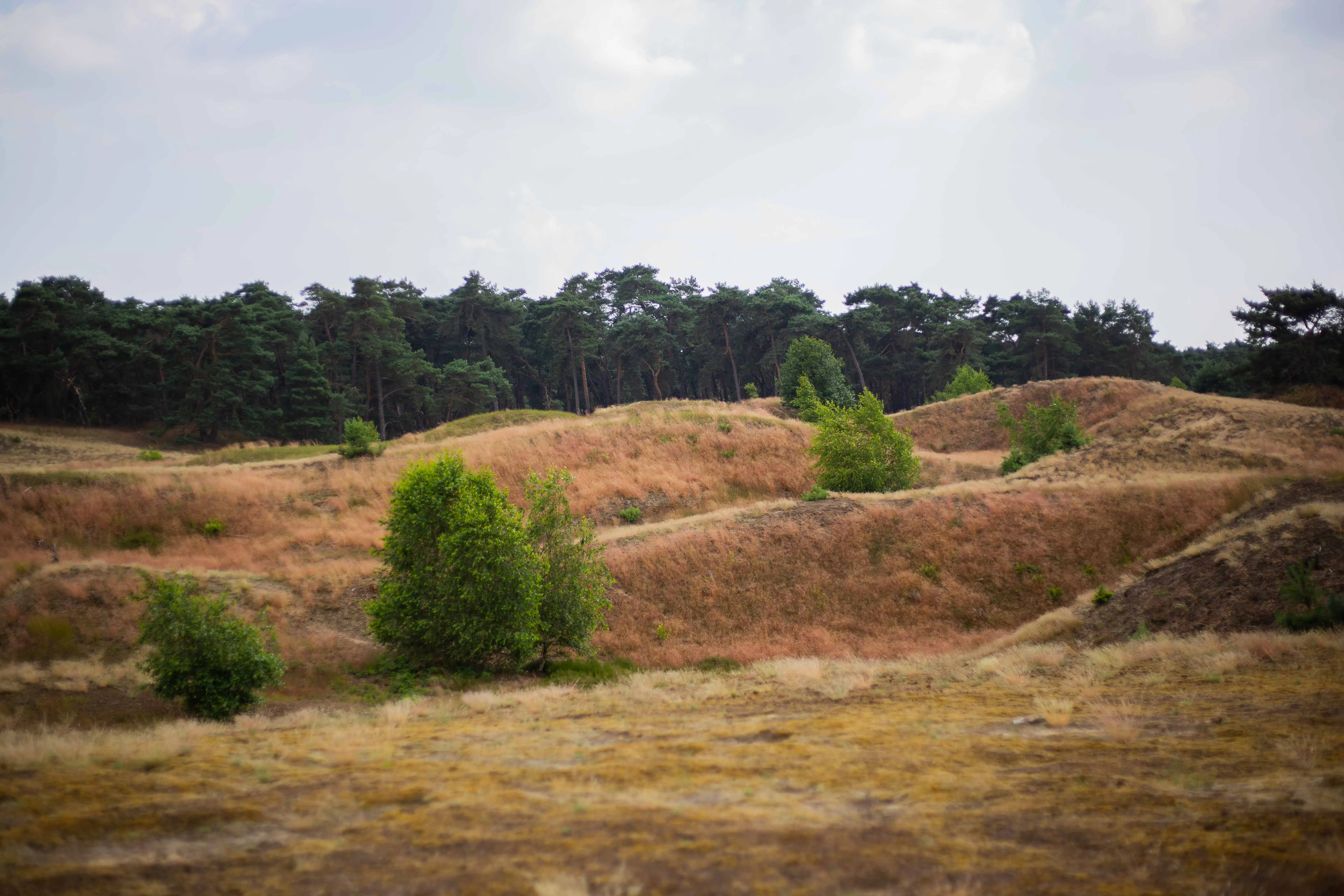 Landscape with sandhills and forest in spring on the Veluwe near Lunteren