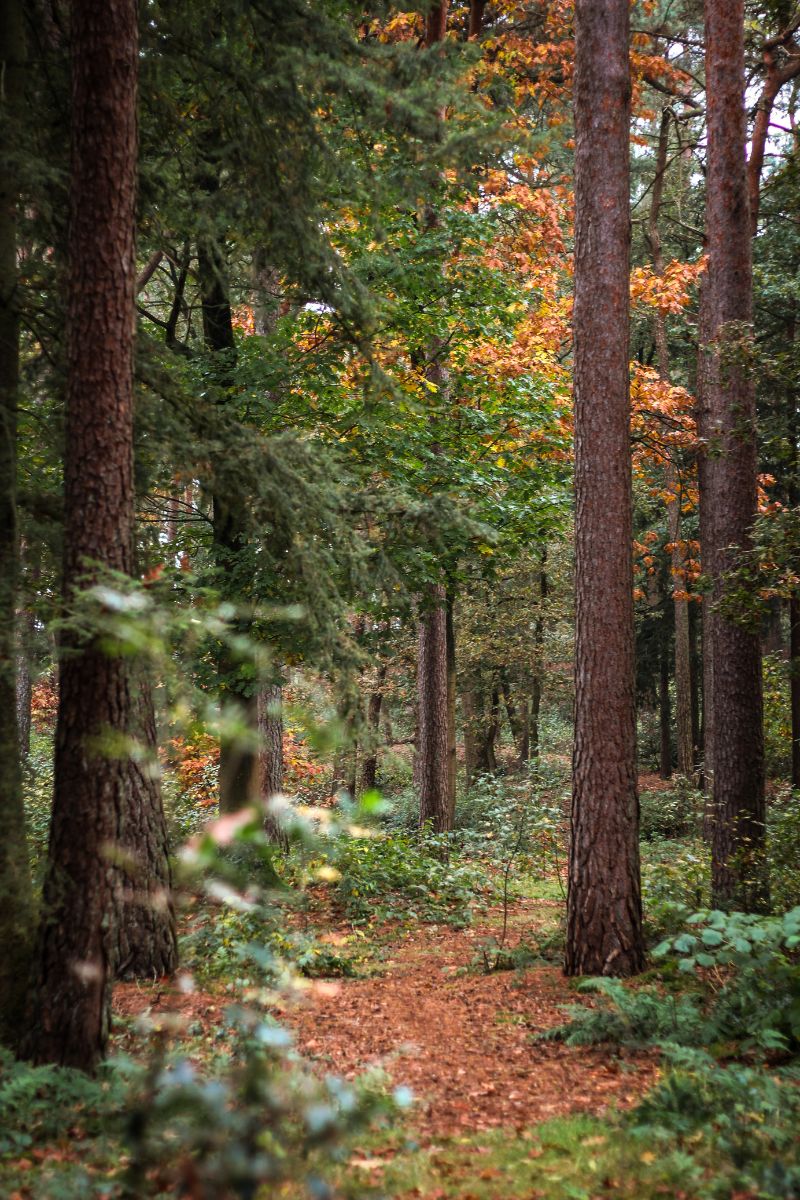 Herfst op de Veluwe