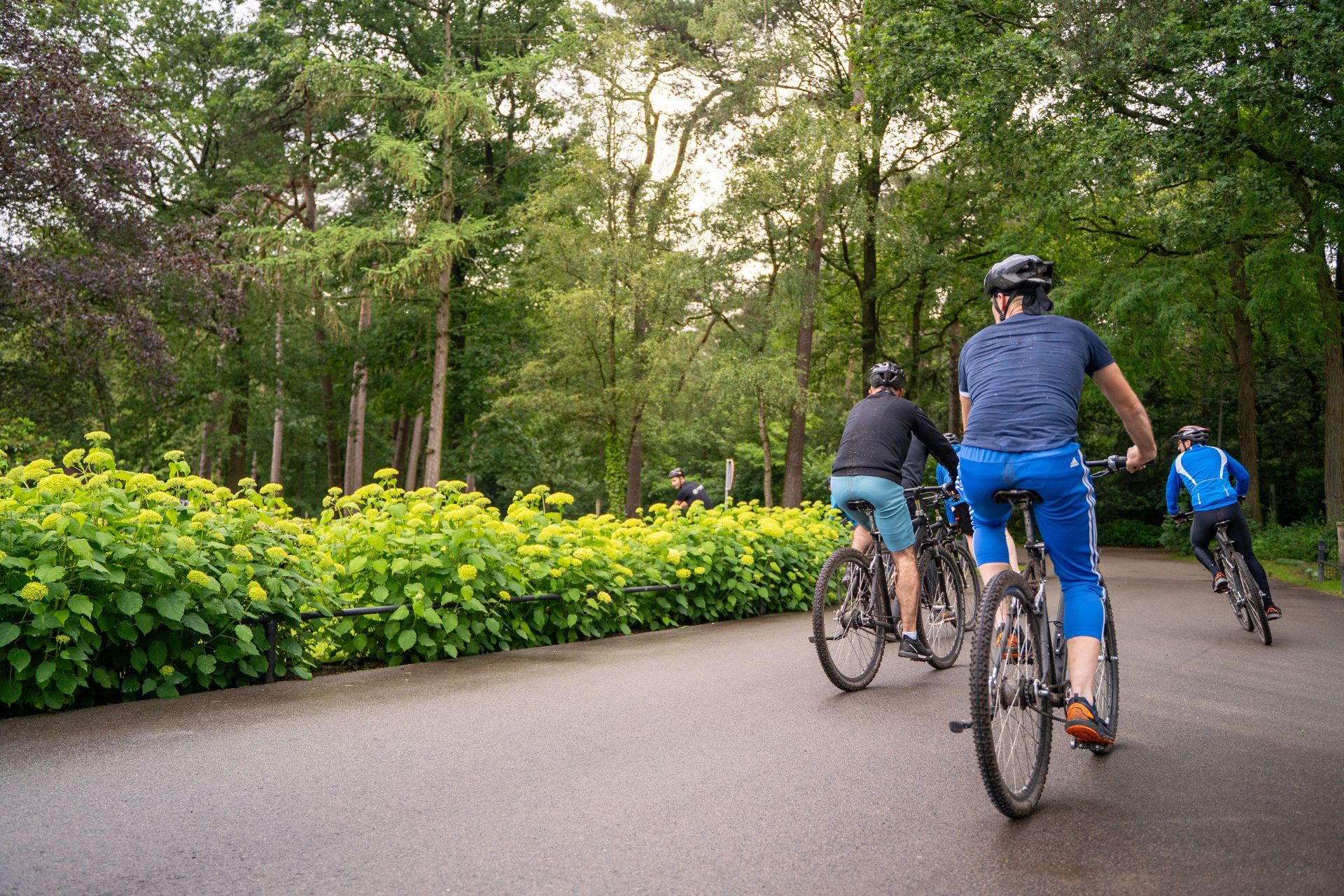 Fietsers op de Veluwe
