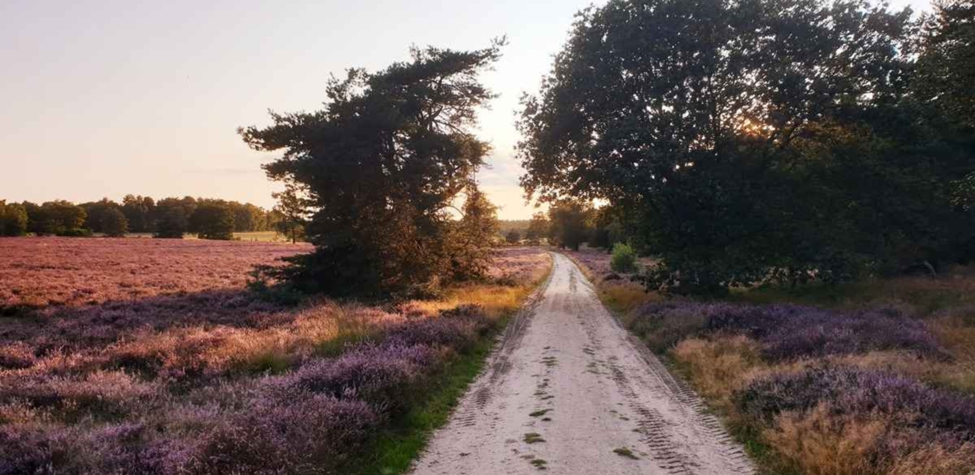 Heide