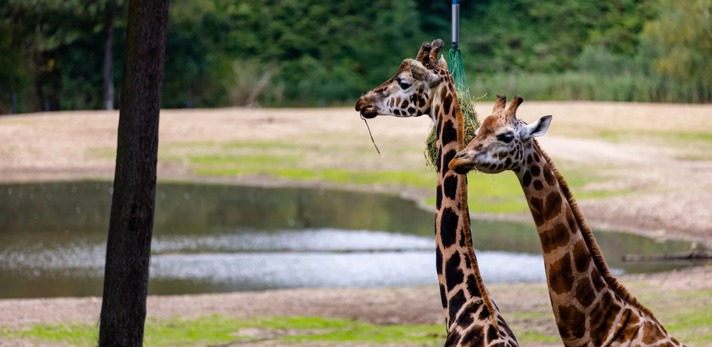 Giraffes